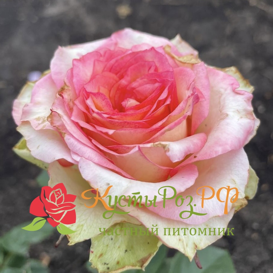 Остров Карибия (Island Caribia) в Краснодаре