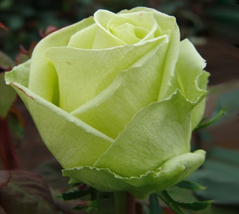 Самые лучшие сорта роз для средней полосы россии с фото и описанием