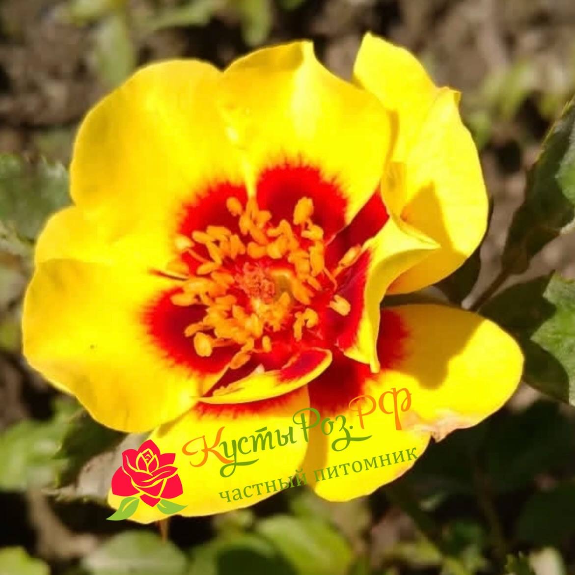 Сансет Бебилон Айс (Sunset Babylon Eyes) в Краснодаре