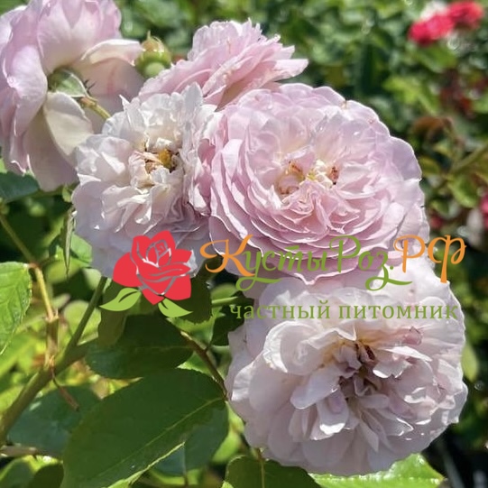 Флоранс Делатре (Florence Delattre) в Краснодаре