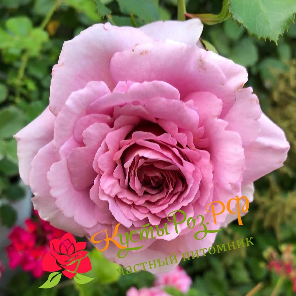 Мамитален (Mamiethalene) в Краснодаре