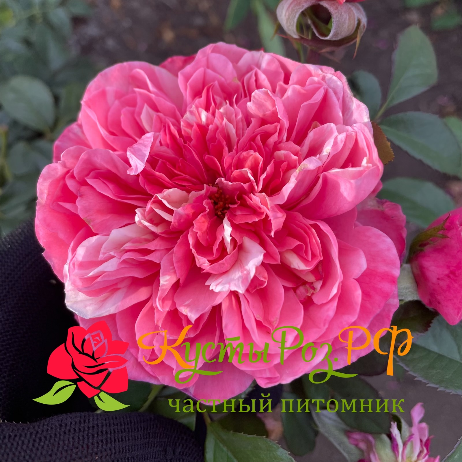 Маскарэ (Mascaret) в Краснодаре