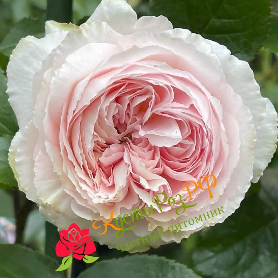 Хиори (Hiyori) в Краснодаре