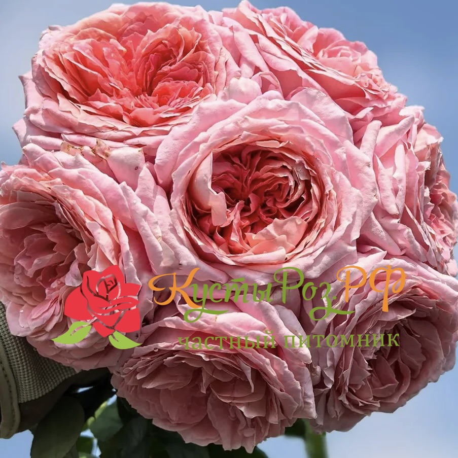 Анна-Софи Пик (Anne-Sophie Pic) в Краснодаре