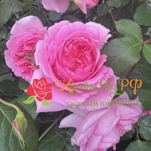 Хелен (Helen) в Краснодаре