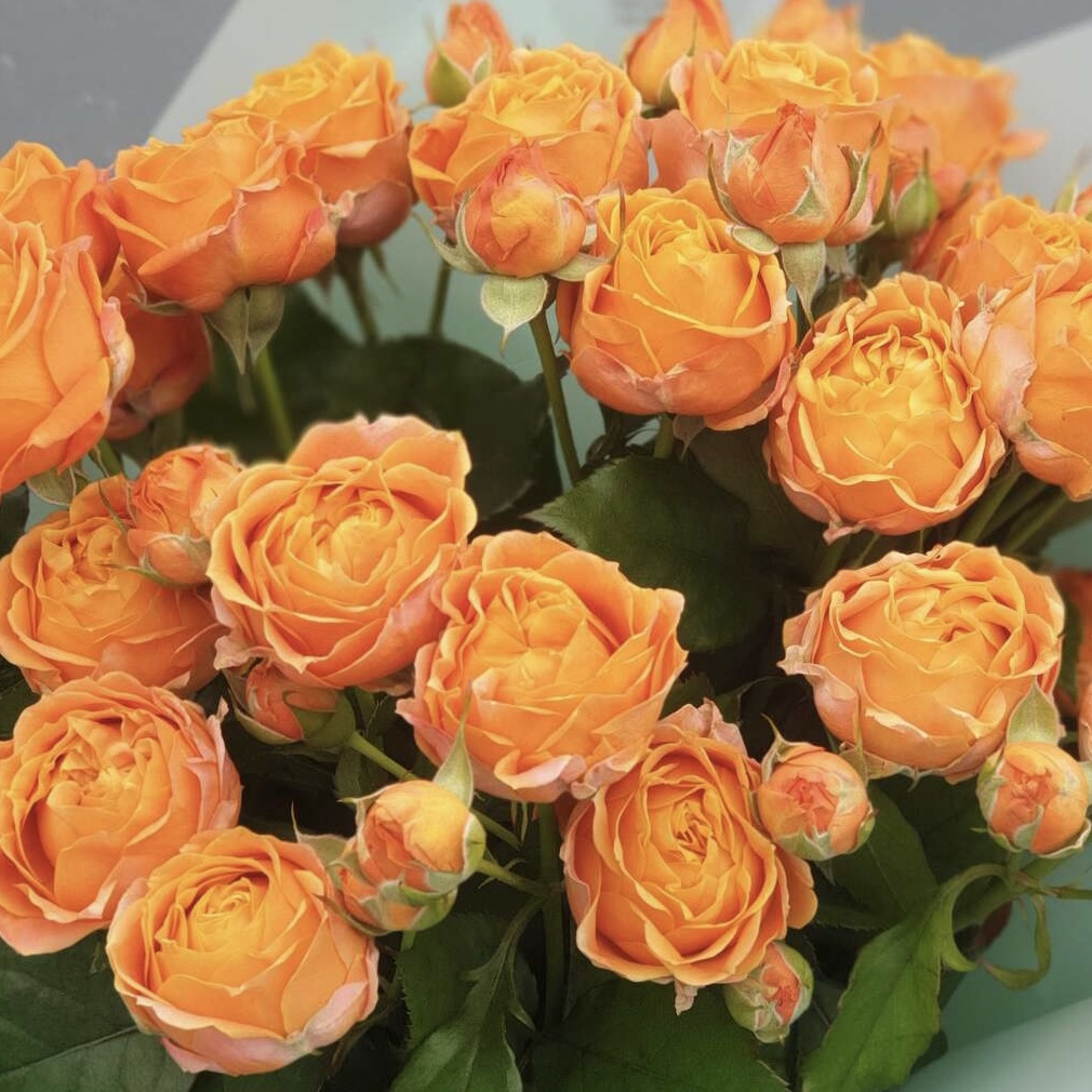 Коралл Бабблз  (Coral Bubbles) в Краснодаре