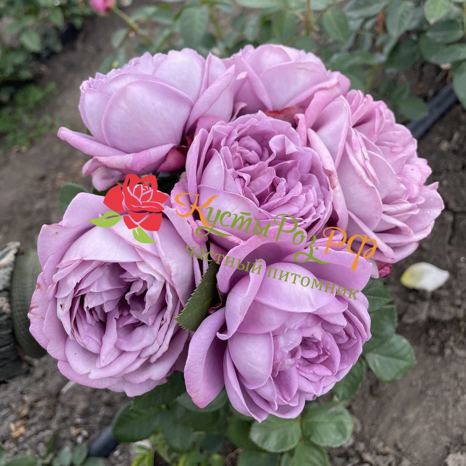 Кинда Блю (Kinda Blue) в Краснодаре