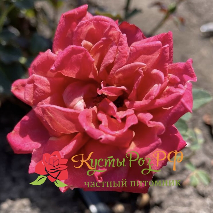 Ча-Ча (Cha-Cha) в Краснодаре