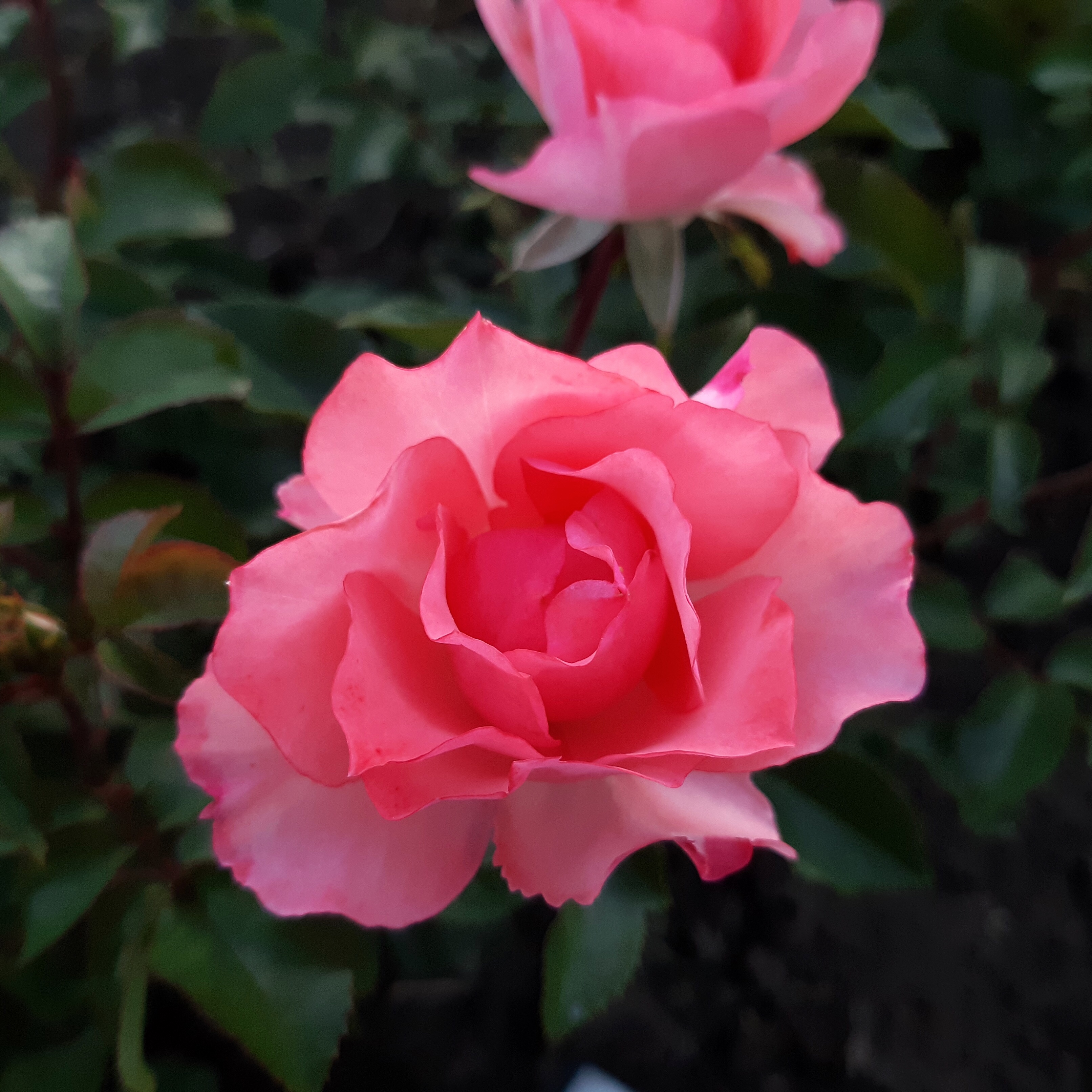 Сады Франции  (Jardins de France) в Краснодаре