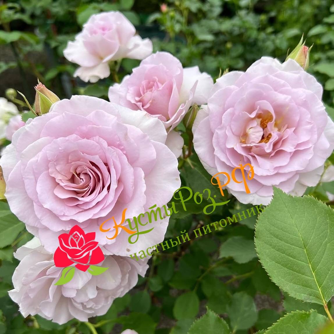 Нью Вейв (New Wave) в Краснодаре