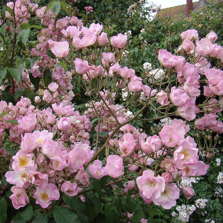 Претти Пинк в Краснодаре