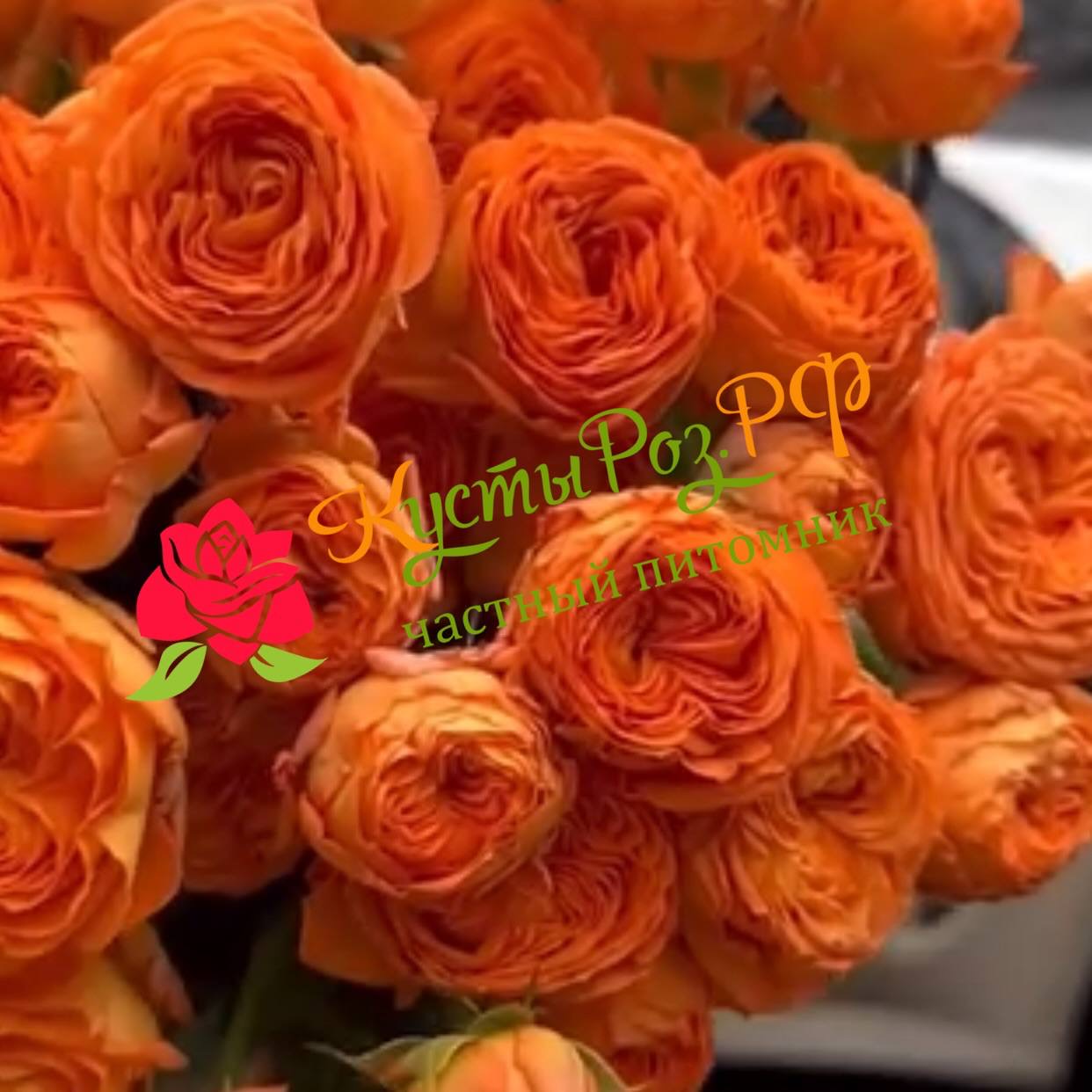 Оранж Трандсеттер (Orange Trendsetter) в Краснодаре