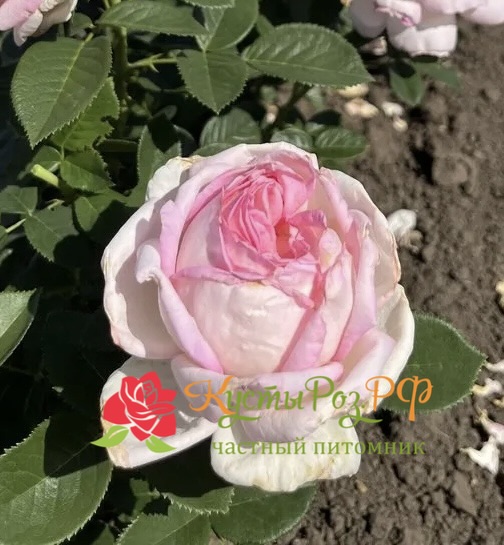 Эмейзинг Грейс (Amazing Grace) в Краснодаре