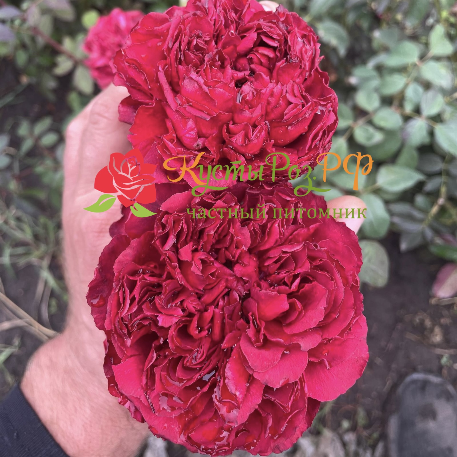 Распберри Элеганс в Краснодаре