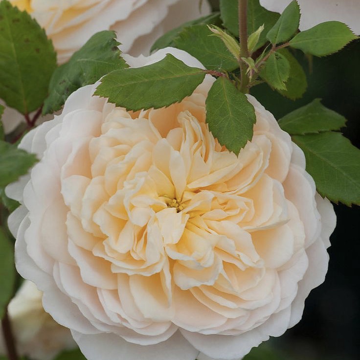 Крокус роуз (Crocus Rose) в Краснодаре
