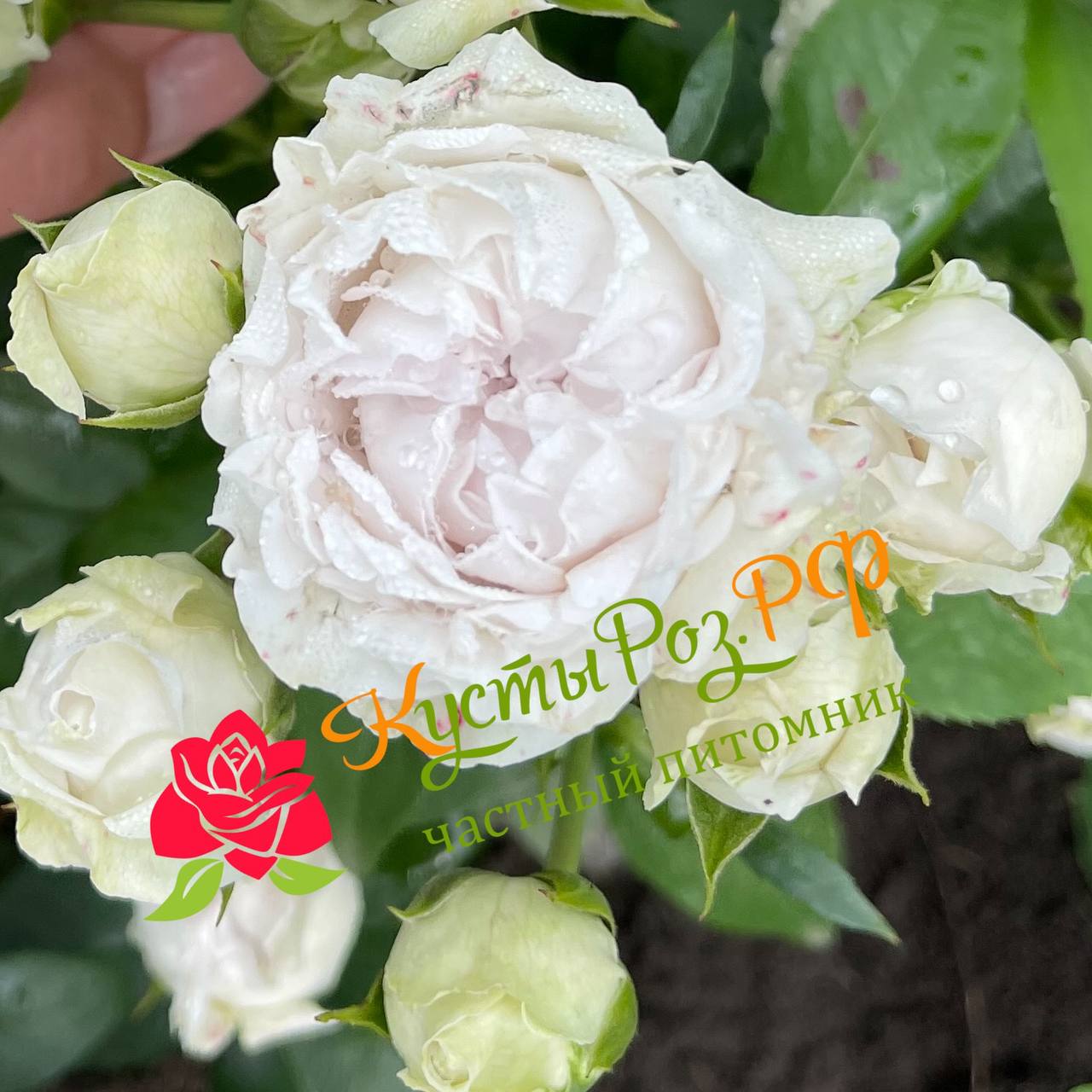 Сильвер Бабблз (Silver Bubbles) в Краснодаре