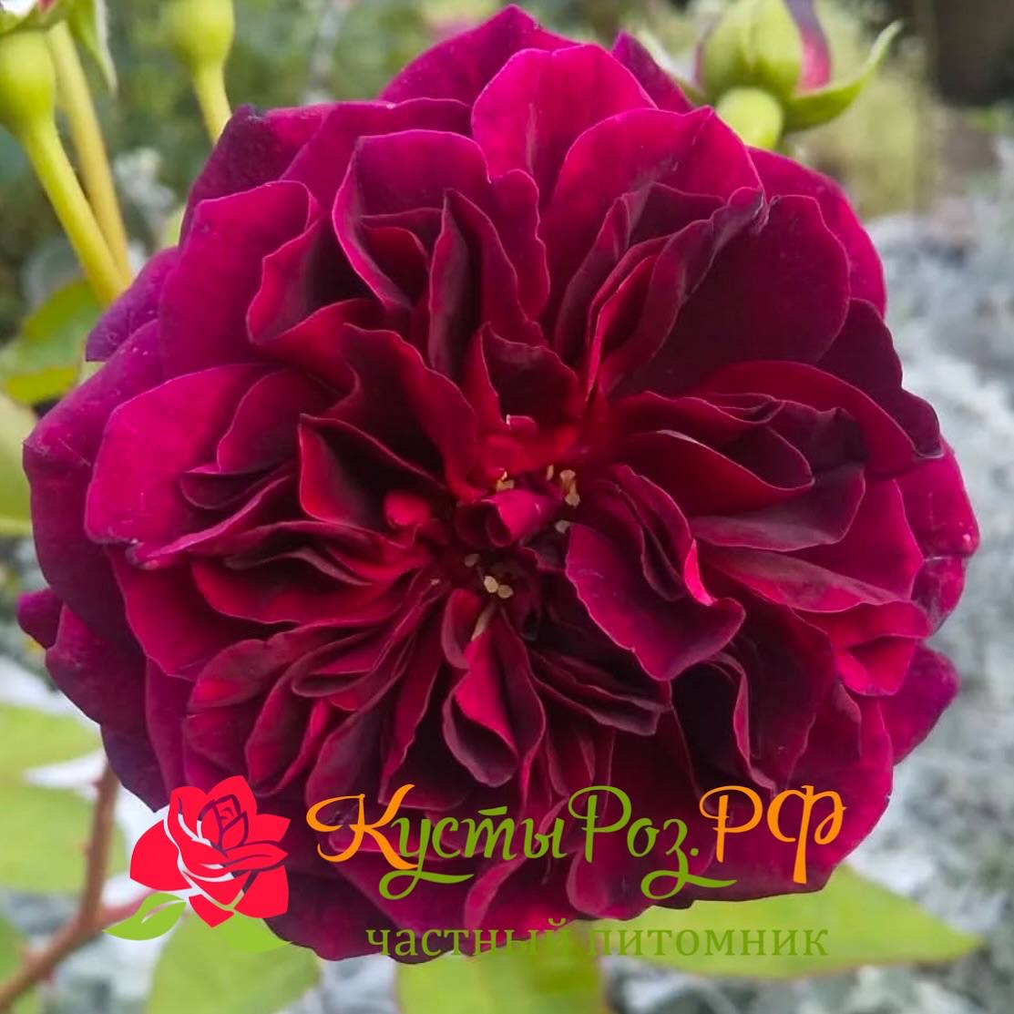 Традескант (Tradescant) в Краснодаре