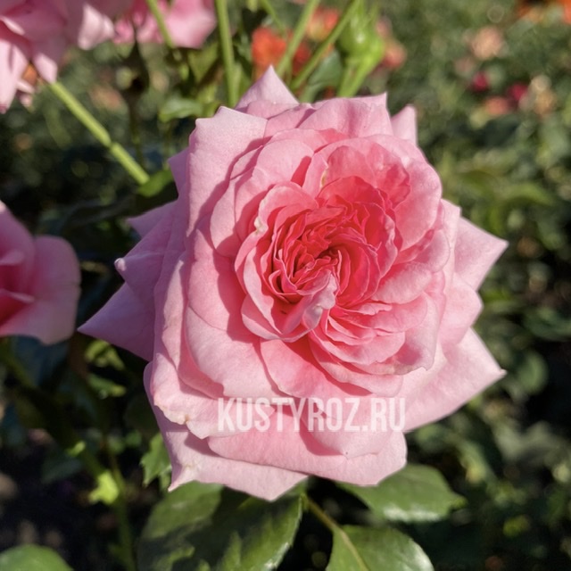 Дорошенхлосс Сабабург  (Sababurg) в Краснодаре