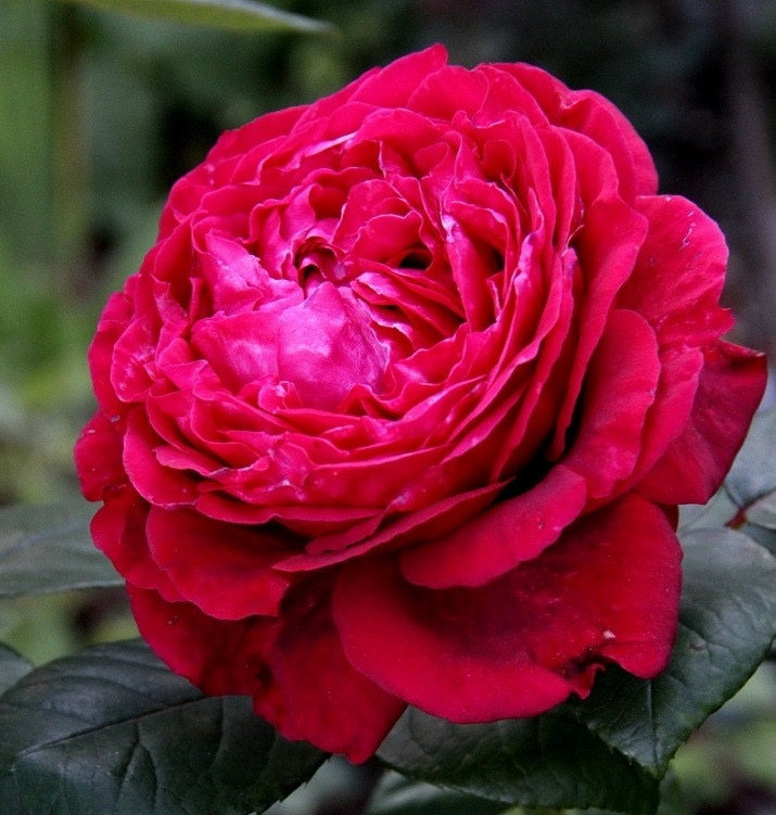 Ля Роз де Кватрэ Вен  ( Rose des 4 Vents) в Краснодаре