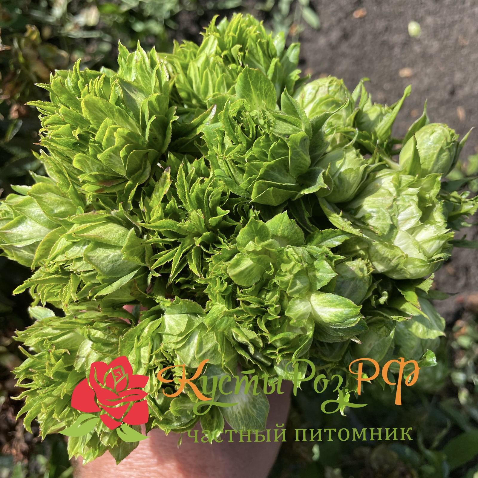 Мидори в Краснодаре