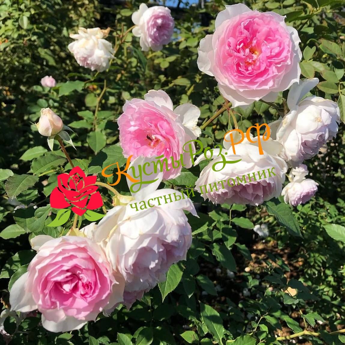 Шалимар (Shalimar) в Краснодаре