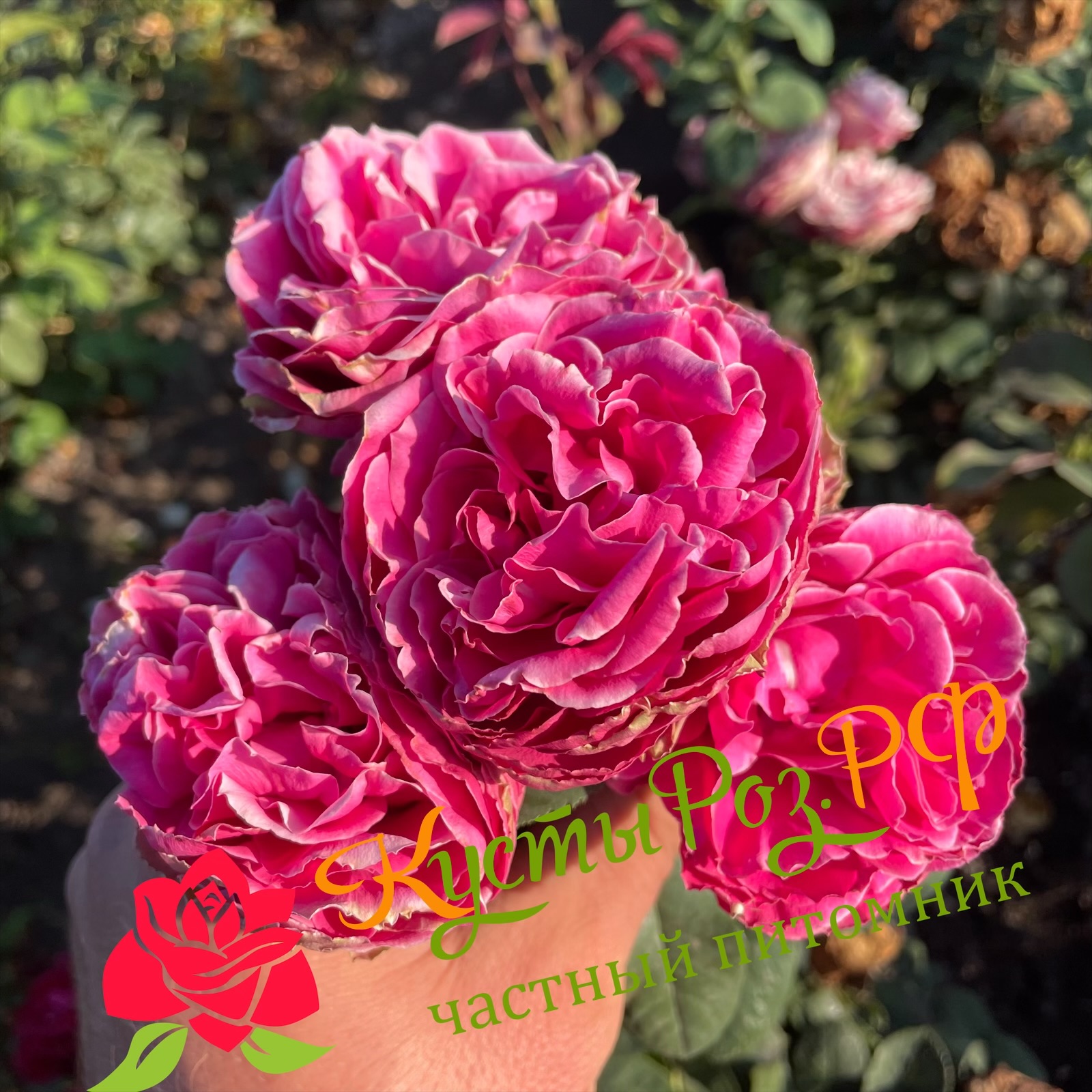 Хот Пинк Лейс (Hot Pink Lace) в Краснодаре