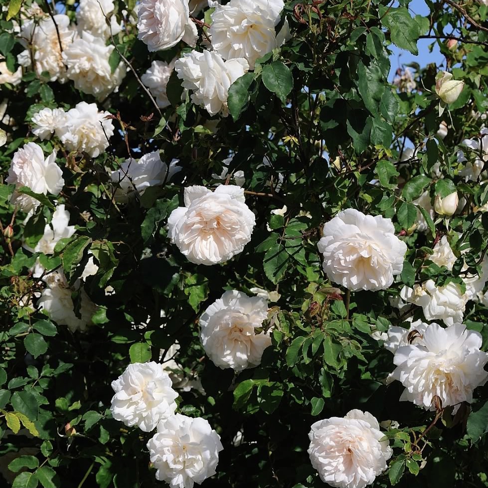 Мадам Альфред Карье в Краснодаре