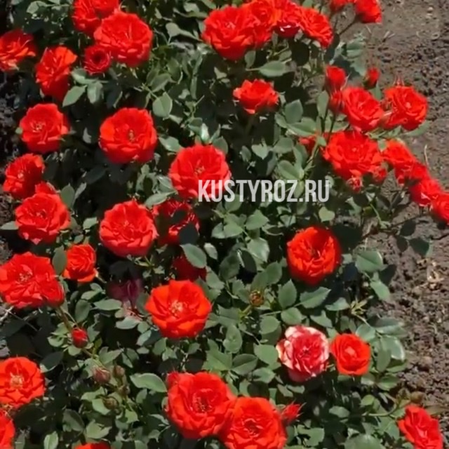 Оранж Джувел в Краснодаре