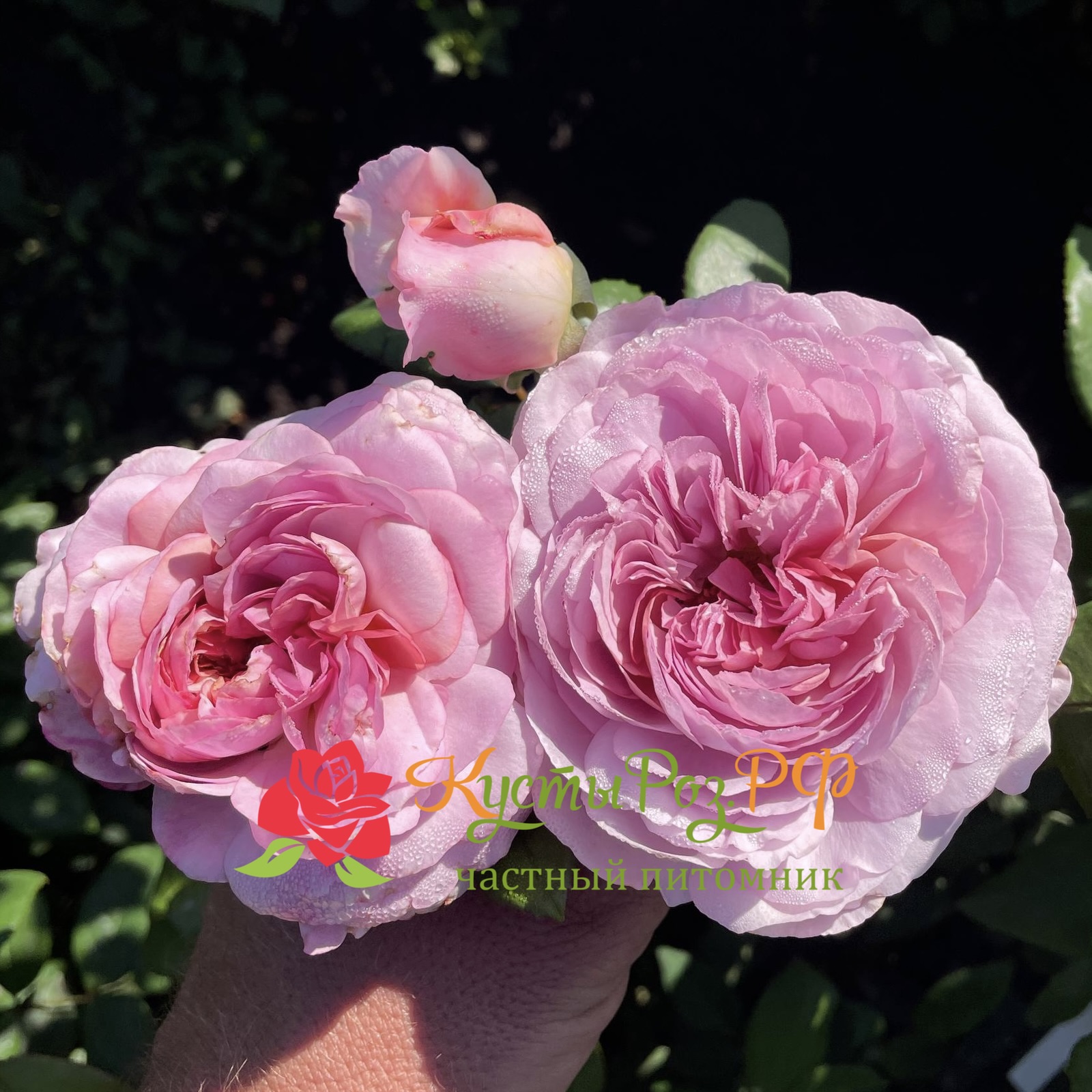 Зе Прайд (The Pride) в Краснодаре