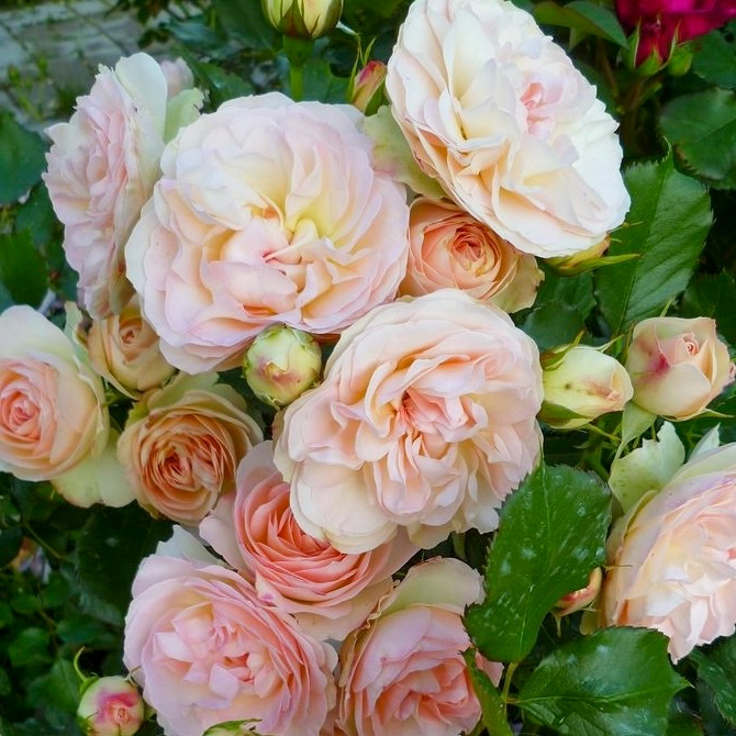 Пастелла в Краснодаре