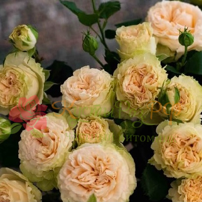 Саммер Роуз (Summer Rose) в Краснодаре