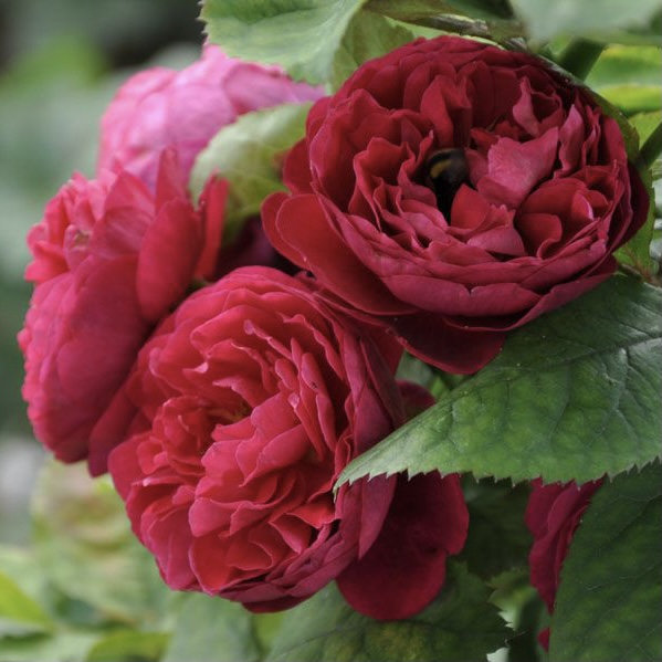 Бисэнтэнер дэ Гийо в Краснодаре