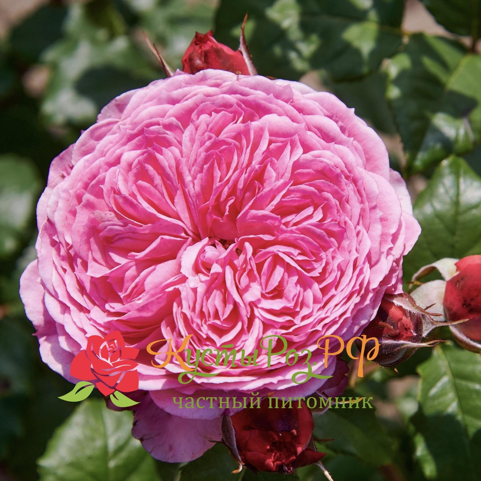 Тео Клеверс (Theo Clevers) в Краснодаре