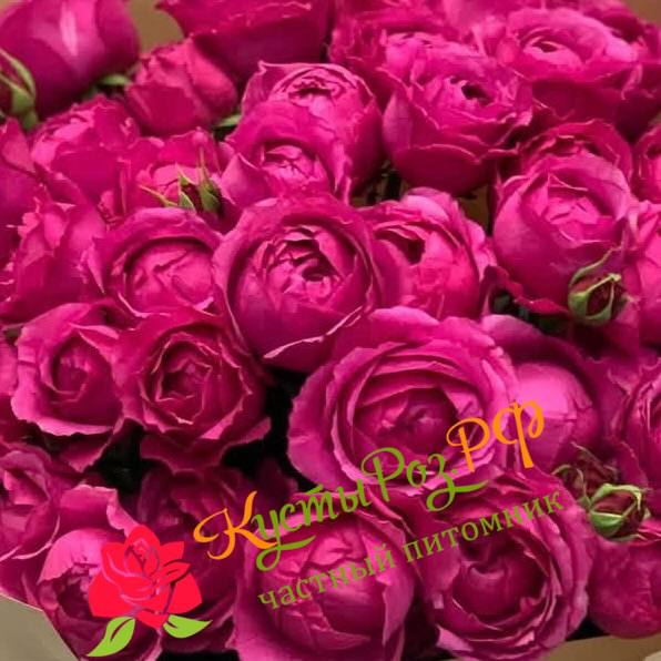 Рич Бабблз (Rich Bubbles) в Краснодаре