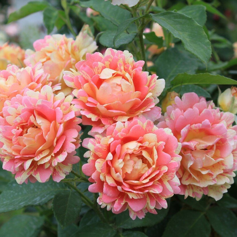 Роуз де цистерсьен (Rose des Cisterciens) в Краснодаре