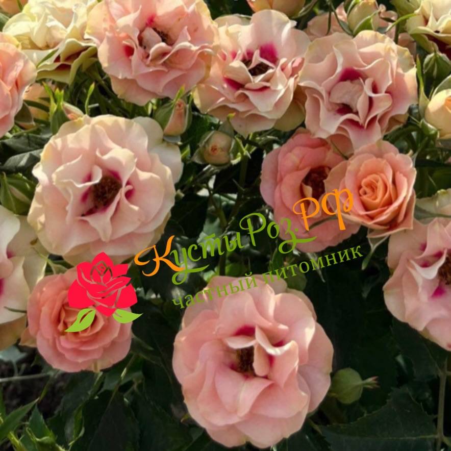 Шираз (Shiraz) в Краснодаре