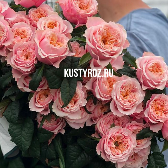 Ноттинг Хилл (Notting Hill) в Краснодаре