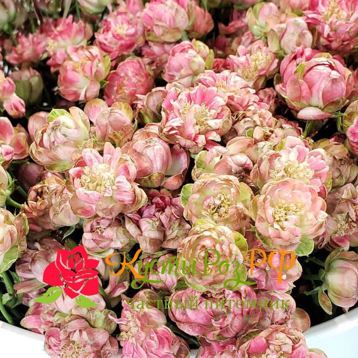 Вайлд Редиш (Wild Radish) в Краснодаре