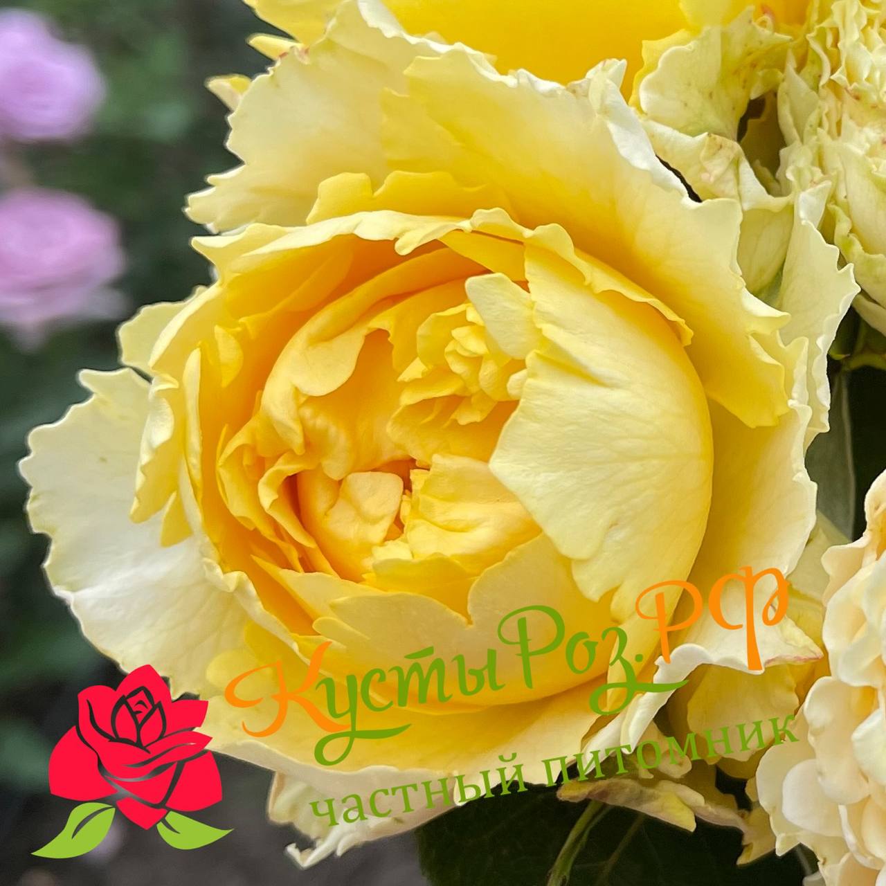 Каралуна Голд (Caraluna Gold) в Краснодаре