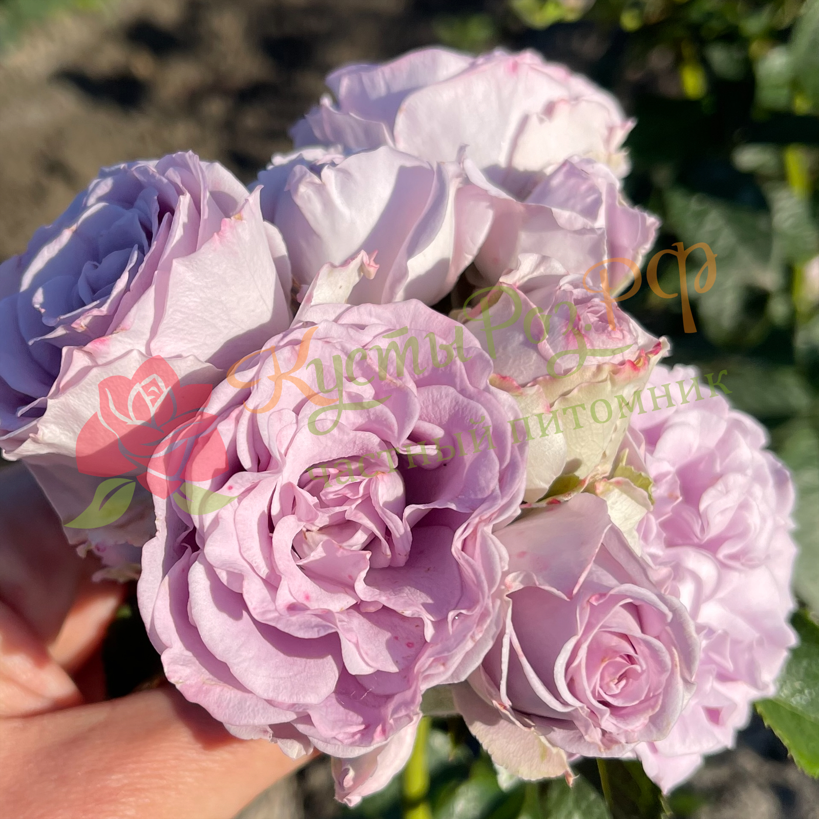 Лавендер Букет (Lavender Bouquet) в Краснодаре