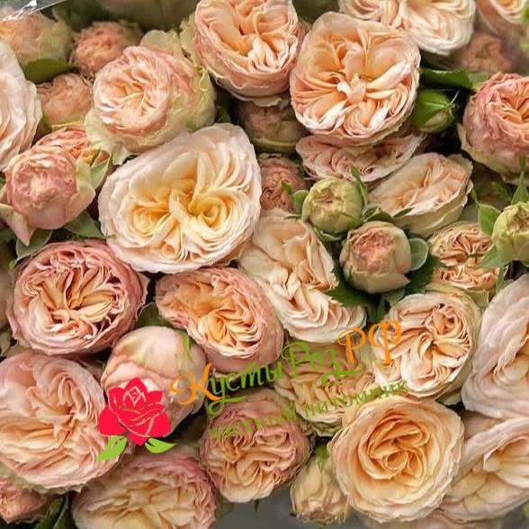 Джентл Трандсеттер (Gentle Trendsetter) в Краснодаре