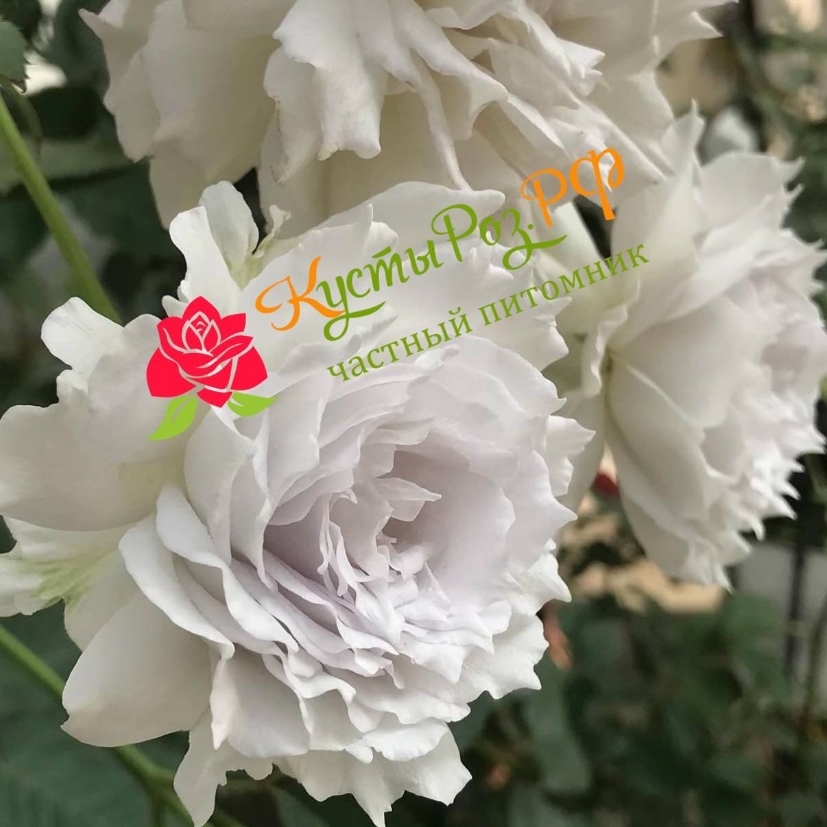 Габриэль (Gabriel) в Краснодаре