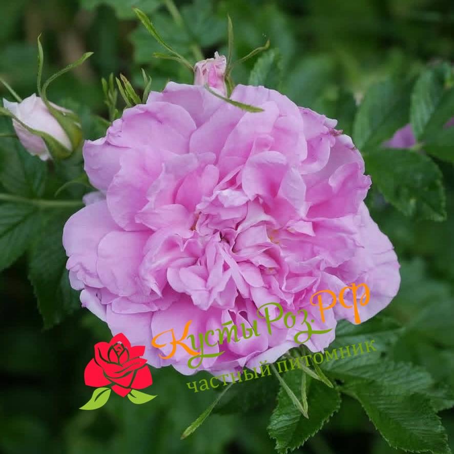 Миссис Дорин Пайк (MRS DOREEN PIKE) в Краснодаре