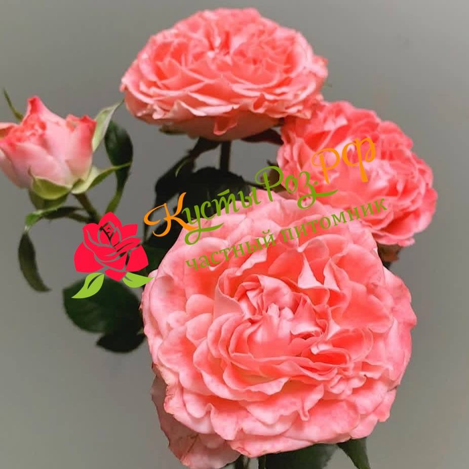 Файер Флоу (Fair Flow) в Краснодаре