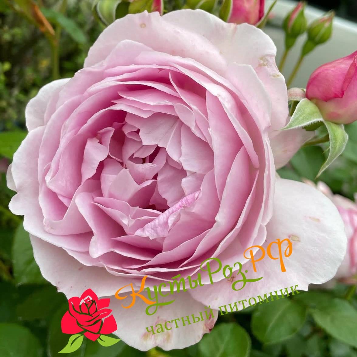 Фиора (Fiora) в Краснодаре