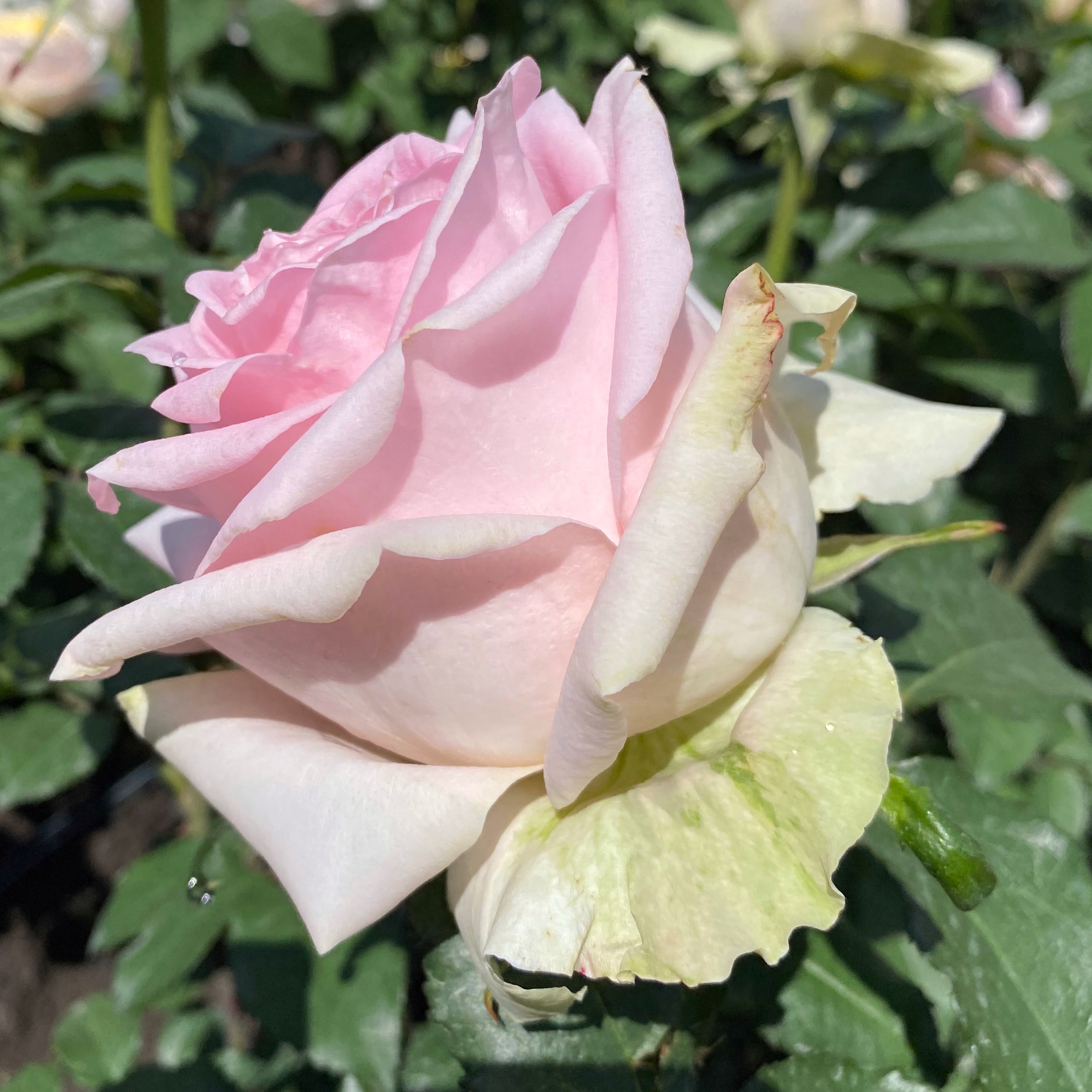 Вивальди (Vivaldi) в Краснодаре