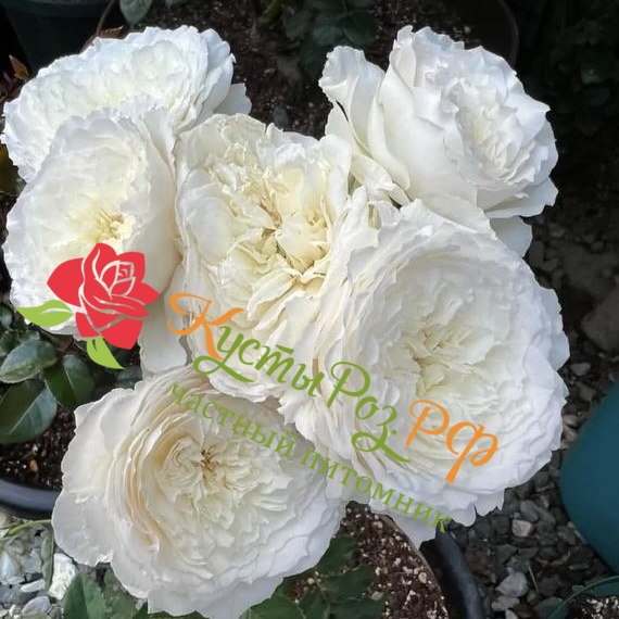 Шизуку (Shizuku) в Краснодаре