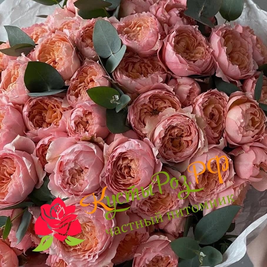 Джульетта спрей (Juliette Spray) в Краснодаре