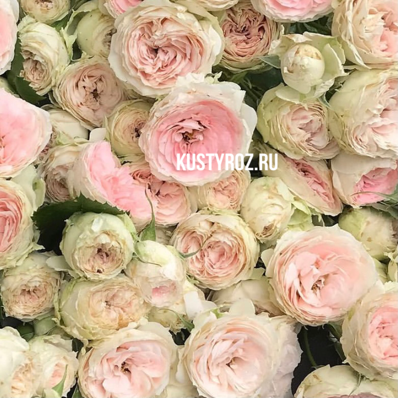 Пашмина Саммерхаус (Pashmina Summerhouse) в Краснодаре