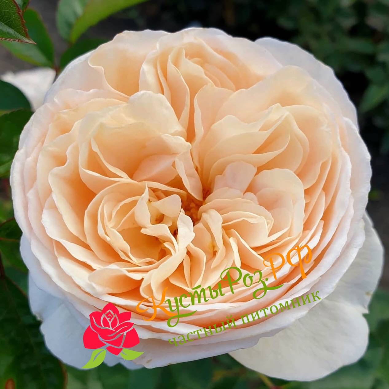 Эзра (Ezra) в Краснодаре